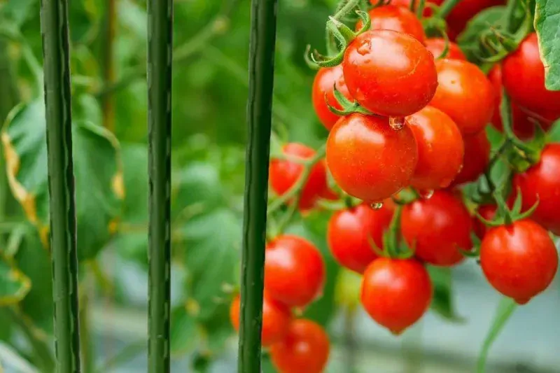 Garlist TG oporná tyč rastlín 16 mm x 1,8 m